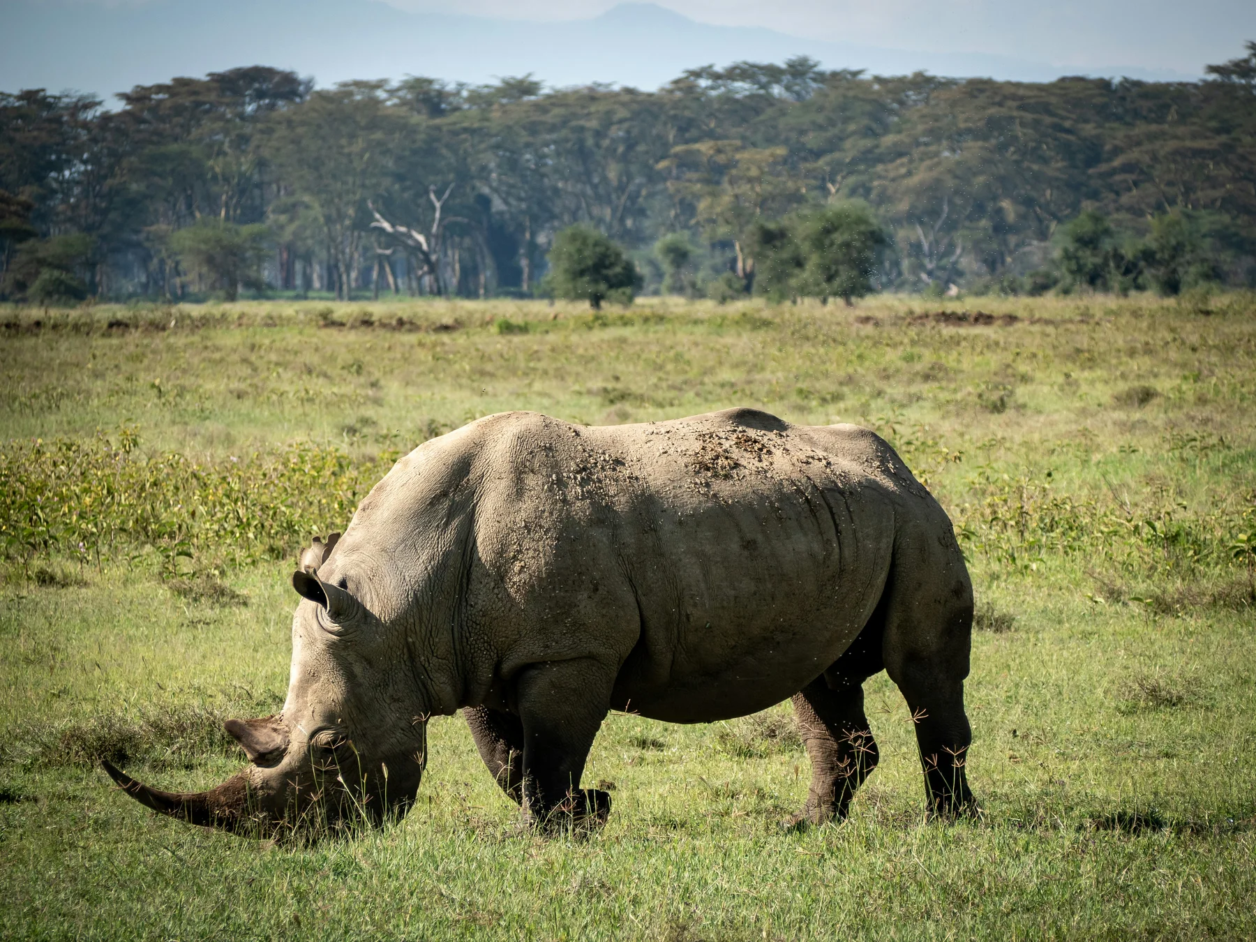 Rhinos in Lake Nakuru National Park